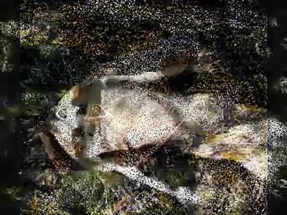 Bizarre saltfish fish.avi