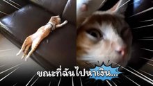 เหมียวนอนโซฟาสบายใจ ส่วนทาสออกไปทำงานหาเงิน…