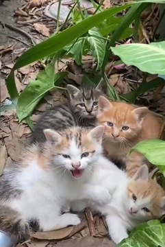 Cute animals funny videos #animal #animals #funny #shorts #shortsvideo #fyp #cats