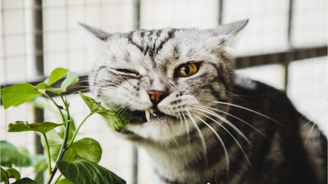 Frau verliert Augenlicht durch Katze: Traue niemals einem Tier, und wenn es noch so niedlich ist (1)