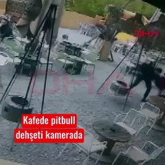 Kafede pitbull dehşeti! 'Önce bana sonra köpeğime saldırdı'
