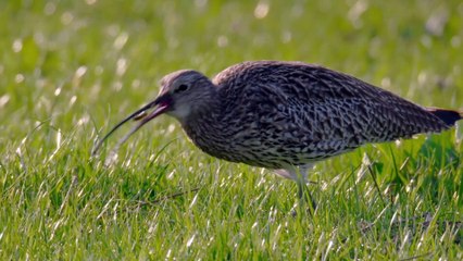 Curlew Action appeal with charity patron, singer David Gray