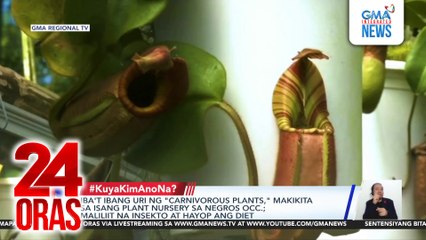 Iba't ibang uri ng "carnivorous plants," makikita sa isang plant nursery sa Negros Occ.; maliliit na insekto at hayop ang diet | 24 Oras