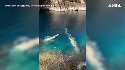Nel lago di San Domenico ci sono i cervi: che nuotata!