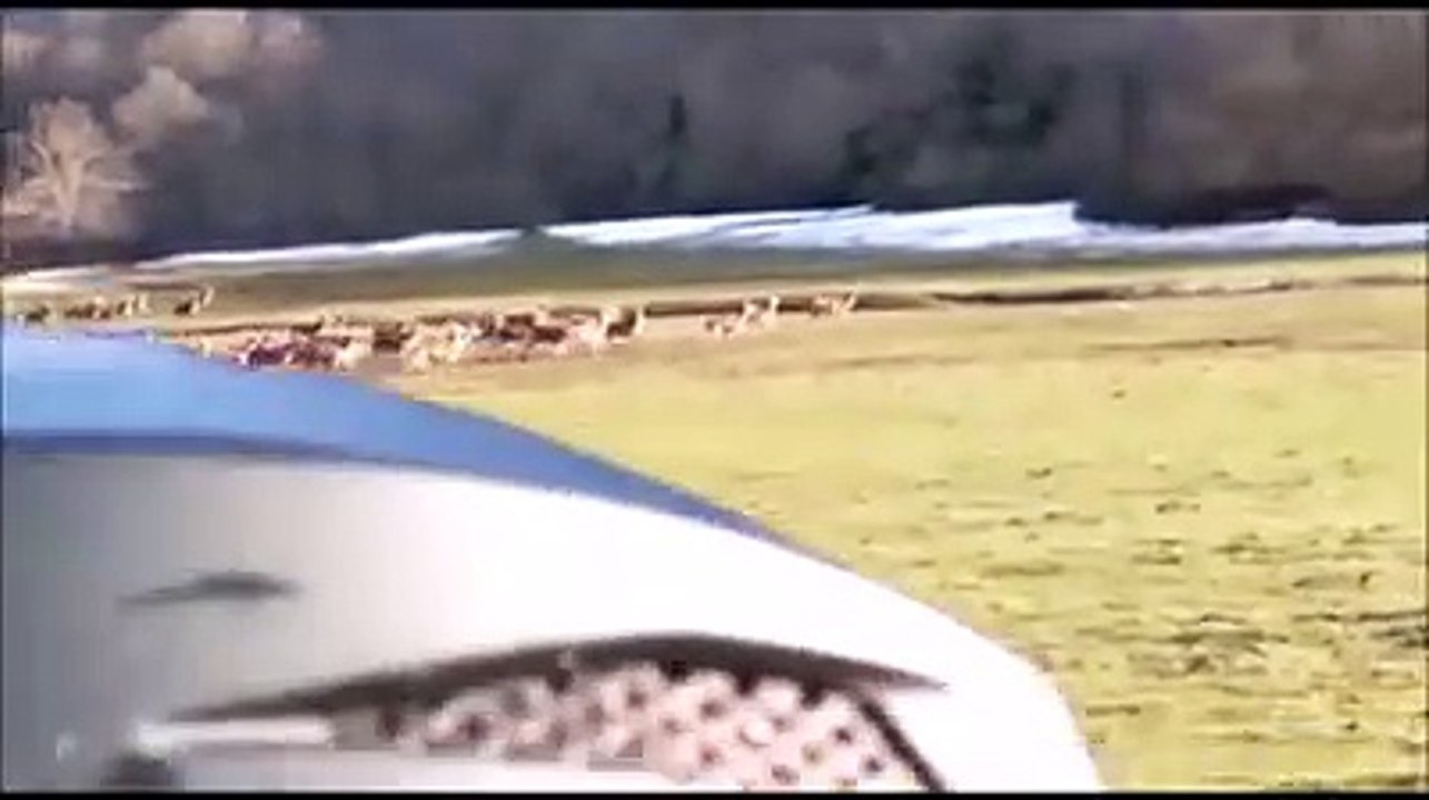 "Mamma mia quanti sono, prova a contarli": lo spettacolo dei cervi in Molise al confine con l'Abruzzo come una mandria nel film western