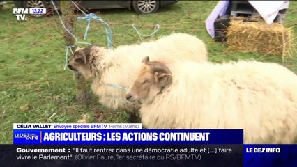 "Bétail contre bagnoles": la mobilisation des agriculteurs se poursuit à Reims