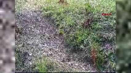 Bolu ormanlarında yaban hayatı böyle görüntülendi