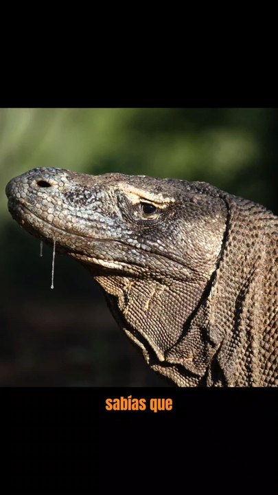 Curiosidades de los Varanos #short #shorts #shortvideo #mundoanimal #curiosidades #todocuriosidades30