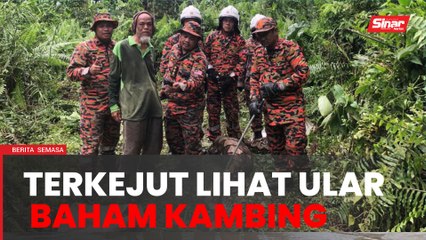Misteri kehilangan kambing betina terjawab