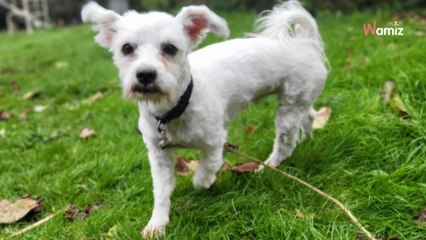 Un chien erre sur un camp démantelé : une enquêtrice doit ruser pour le mettre à l’abri