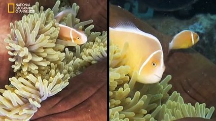 Documental Acceso 360 a los lugares patrimonio de la humanidad 9- La gran barrera de coral