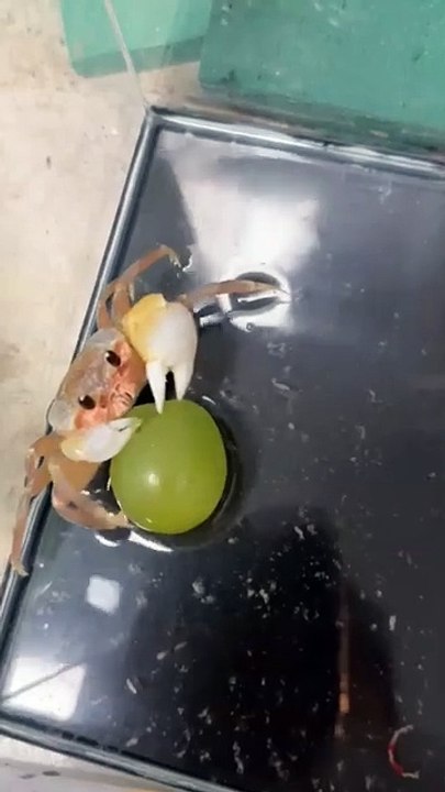 Crab Eating a Grape 🍇 _ So Cute! #Shorts