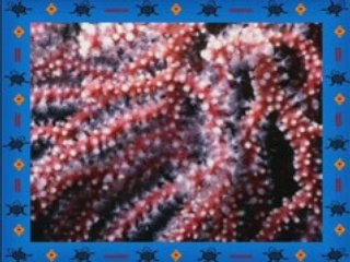 VIAGEM AO FUNDO DO MAR