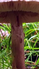Reflection in a Waterdrop