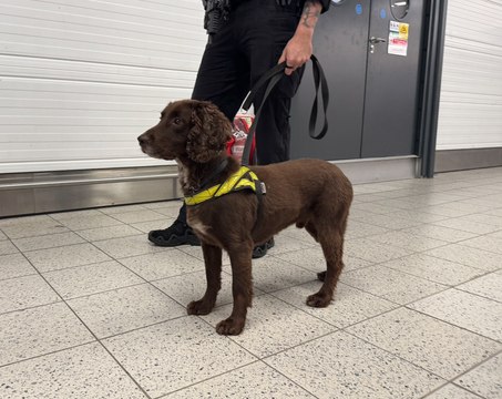 Day in the life of a sniffer dog at Luton Airport
