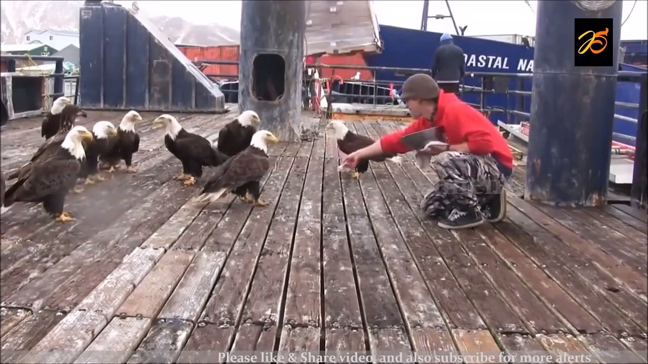 Il nourrit des dizaines d'aigles sauvages dans ce port... magnifique