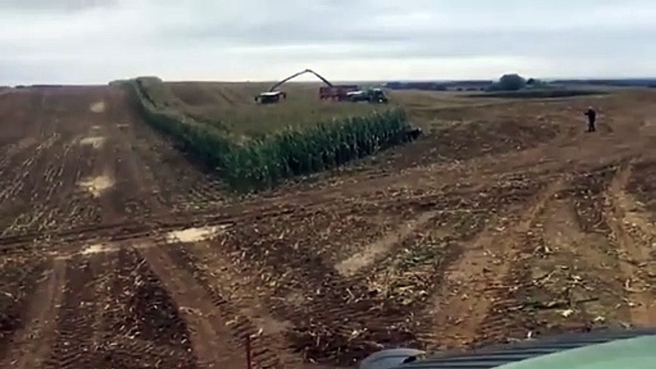 Une meute de sangliers délogée d'un champs