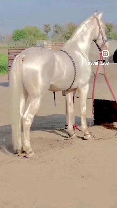 Rare Horse