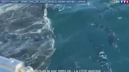 Un pescador revoluciona a un observatorio al captar un enorme tiburón blanco en el Mediterráneo: "No sabemos qué hacía ahí"