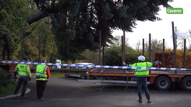 D’un jardin de Rixensart… à la Grand-Place de Bruxelles, l’improbable histoire du sapin d'Anita