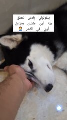بينصحوني أني محبش الكلب بتاعي 🥺