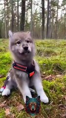 Before & After Animals Growing Up |Nature's Beautiful Animals Evolution💥Shorts#animals #viralvideo