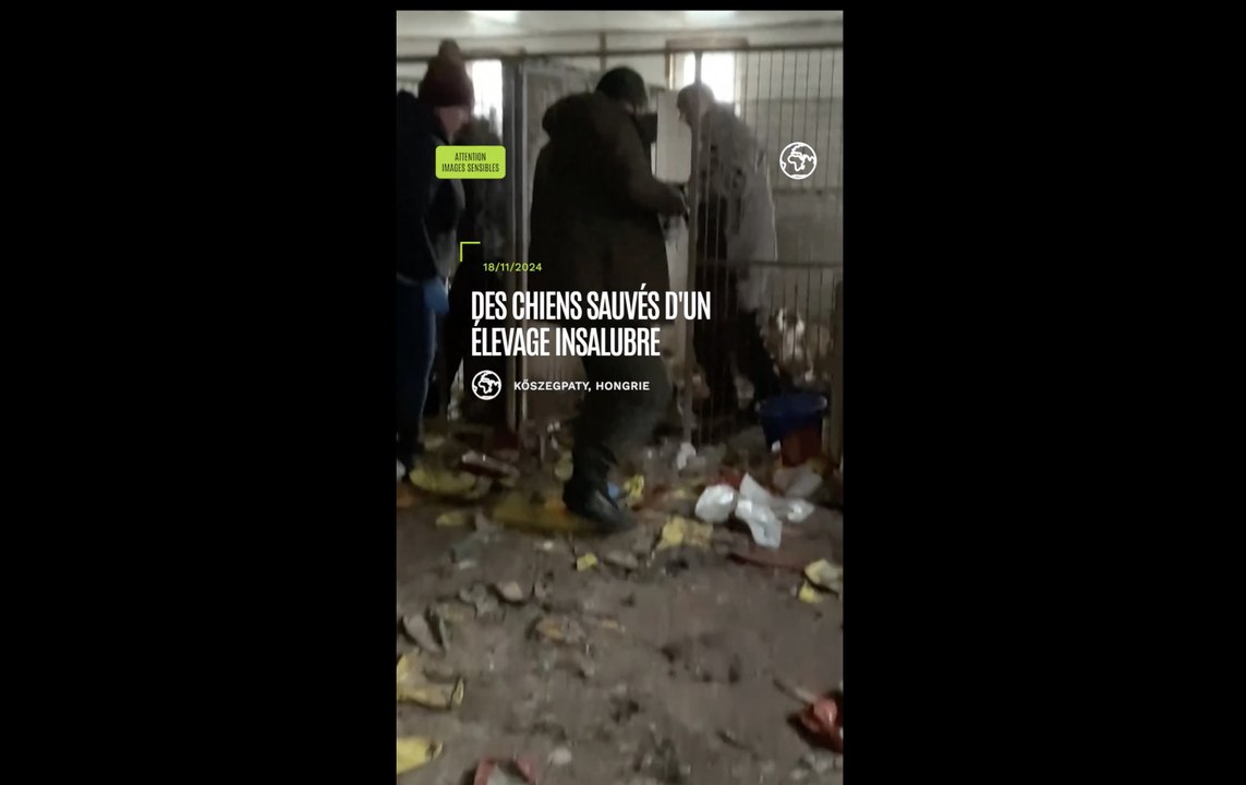 Des chiens sauvés d'un d'élevage insalubre en Hongrie