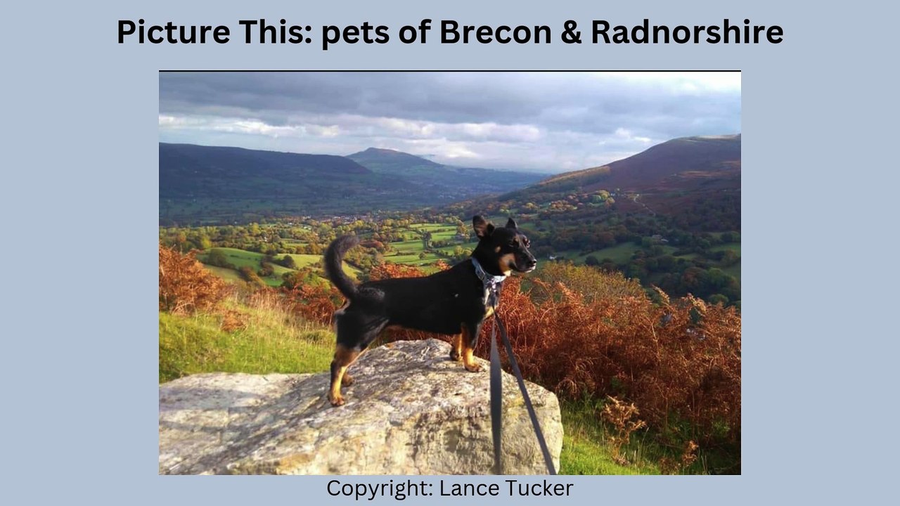 Picture This: Pets of Brecon & Radnorshire