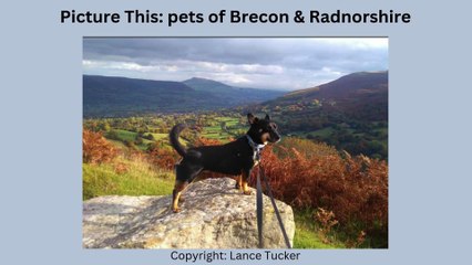 Picture This: pets of Brecon & Radnorshire