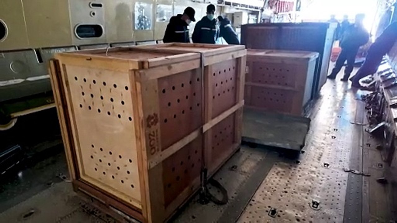 Russland schenkt Nordkorea Bären, Vögel und einen Löwen