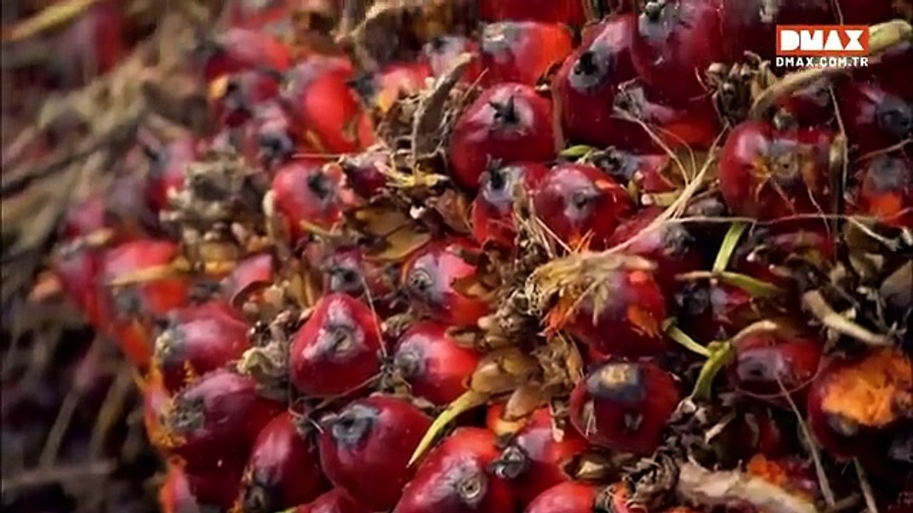 Palm Yağı Nasıl Yapılır-