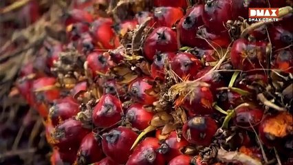 Palm Yağı Nasıl Yapılır-