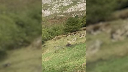 Un descomunal jabalí de 140 kilos aparece por sorpresa en Asturias y 4 perros huyen despavoridos ante el asombro de los cazadores