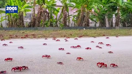 Migración de cangrejos rojos en Australia