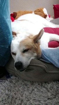 Dog Sleeps at the Foot of the Bed