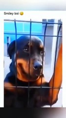 Funny animal videos 😹🤣 #funnyanimals #pet #cat #dog #cute #animals