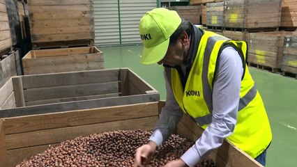 Lot-et-Garonne: la filière de la noisette, en crise, réclame des produits phytosanitaires