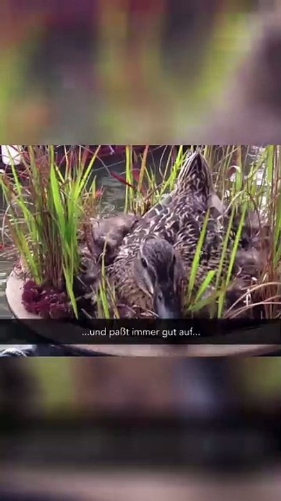 **Unglaubliche Nest-Entdeckung! 🐦✨ Flauschiges Material, das du sehen musst!**