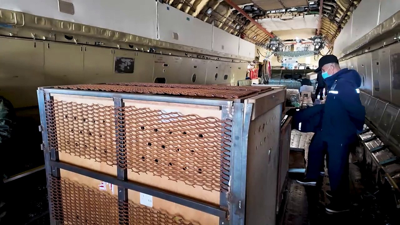 Putin regala una leona, cacatúas y osos a Corea del Norte