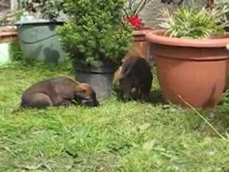 1 è Sortie des BB d'Athéna et S'Léon à 25 jours