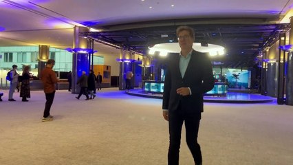 Gripe aviária no Brasil: deputado europeu alerta sobre sistema de controle deficiente