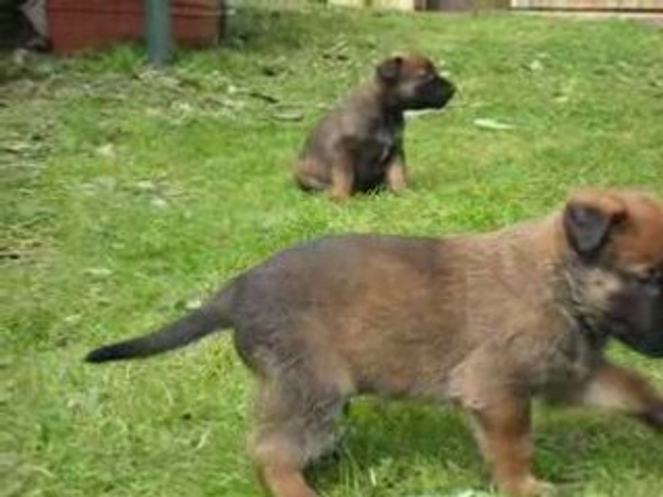 1 è Sortie des BB d'Athéna et S'Léon à 25 jours