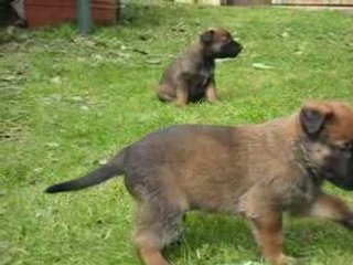 1 è Sortie des BB d'Athéna et S'Léon à 25 jours