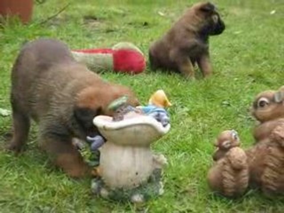 1 è Sortie des BB d'Athéna et S'Léon à 25 jours