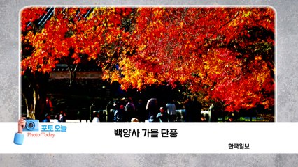 [포토오늘] 백양사 가을 단풍  / YTN