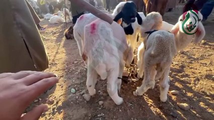 شيء لا يصدق ...شاهد أسعار خرفان الرضاعة 😮😨 بسوق بلعباس اليوم 2024/11/20