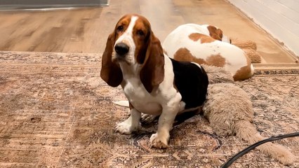 Fearful Basset Hound Finally Initiates Play With Mom And...