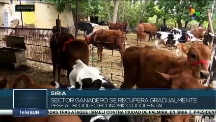 El sector ganadero de Siria se recupera pese al bloqueo económico occidental