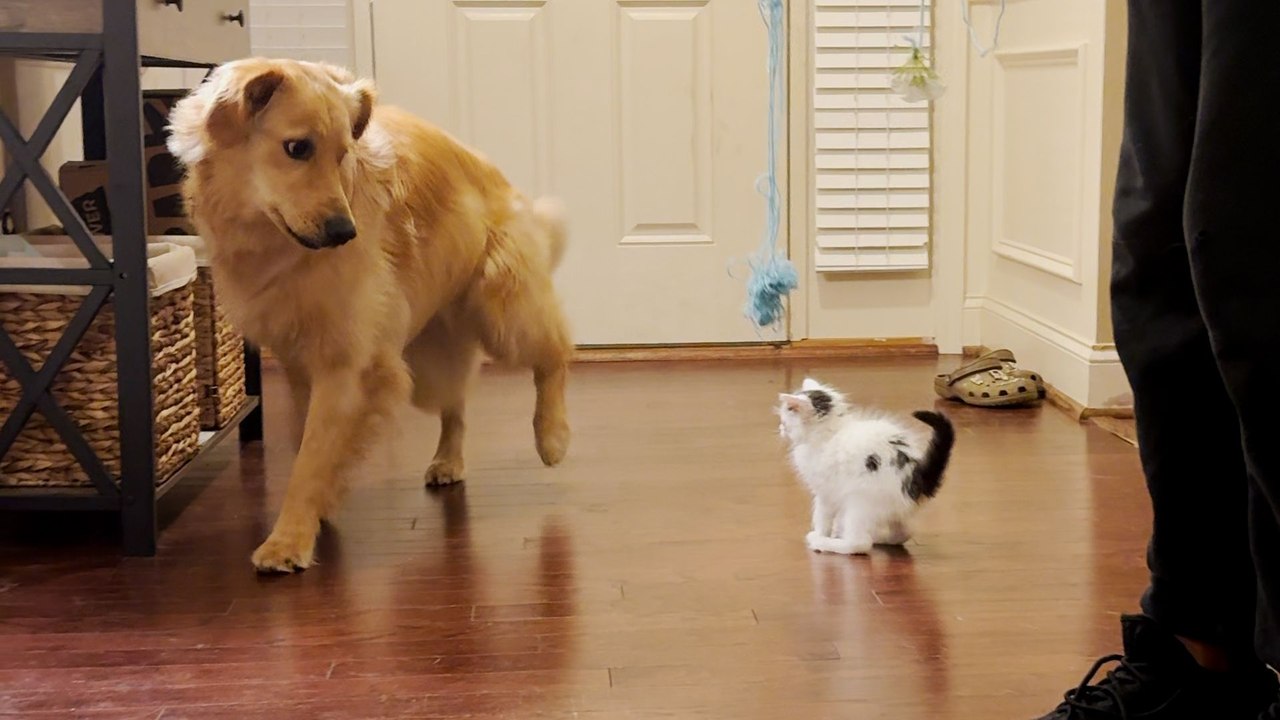 Golden Retriever Helps Raise Kitten