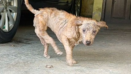 This Dog Has Backwards Legs